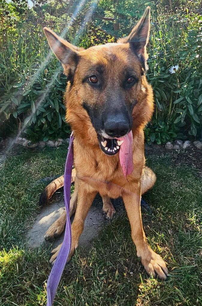 Heidi (Bridie)