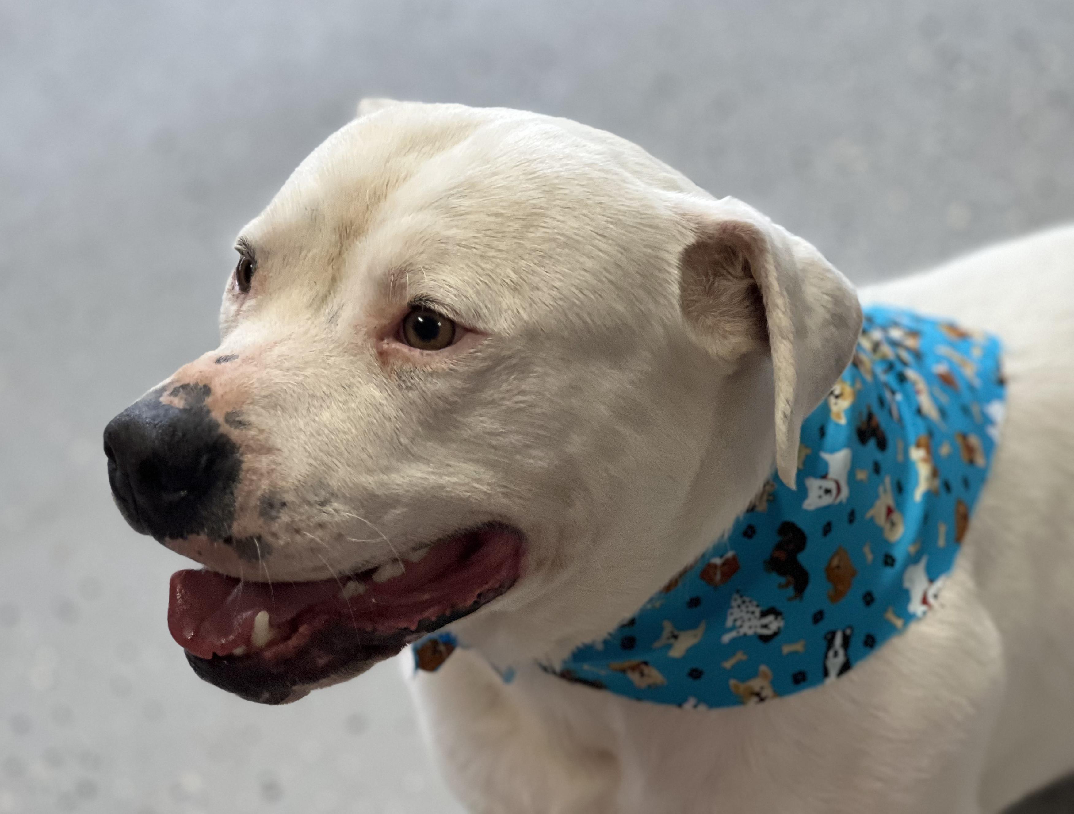 Frosty — thumbnail 3