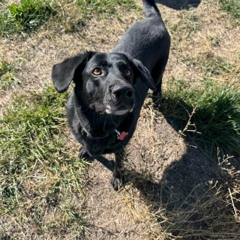 Lana, an adoptable Black Labrador Retriever in La Grande, OR, 97850 | Photo Image 1