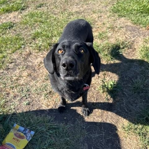 Lana, an adoptable Black Labrador Retriever in La Grande, OR, 97850 | Photo Image 2