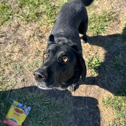 Lana, an adoptable Black Labrador Retriever in La Grande, OR, 97850 | Photo Image 4