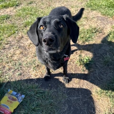 Lana, an adoptable Black Labrador Retriever in La Grande, OR, 97850 | Photo Image 6