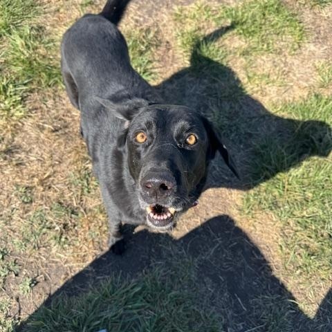 Lana, an adoptable Black Labrador Retriever in La Grande, OR, 97850 | Photo Image 3