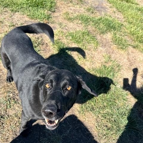 Lana, an adoptable Black Labrador Retriever in La Grande, OR, 97850 | Photo Image 5