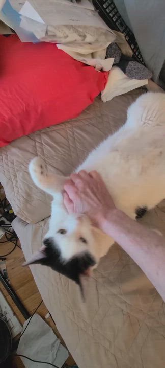Enlarge Johnny Rose (JR), an adopted mixed breed in Cleveland, OH video 3/6