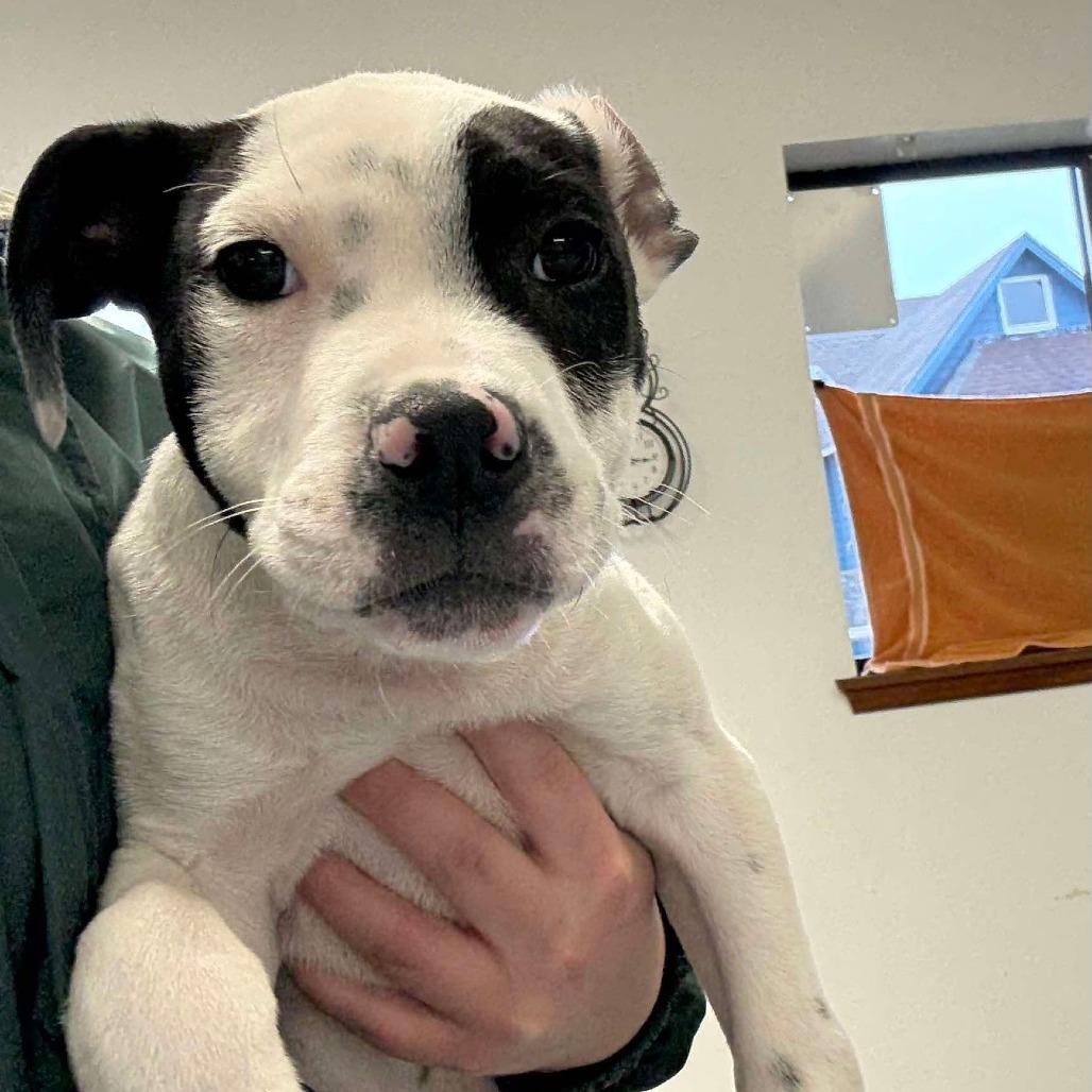 Enlarge Nebula, a Adoptable mixed breed in Oakville, WA image 1/4