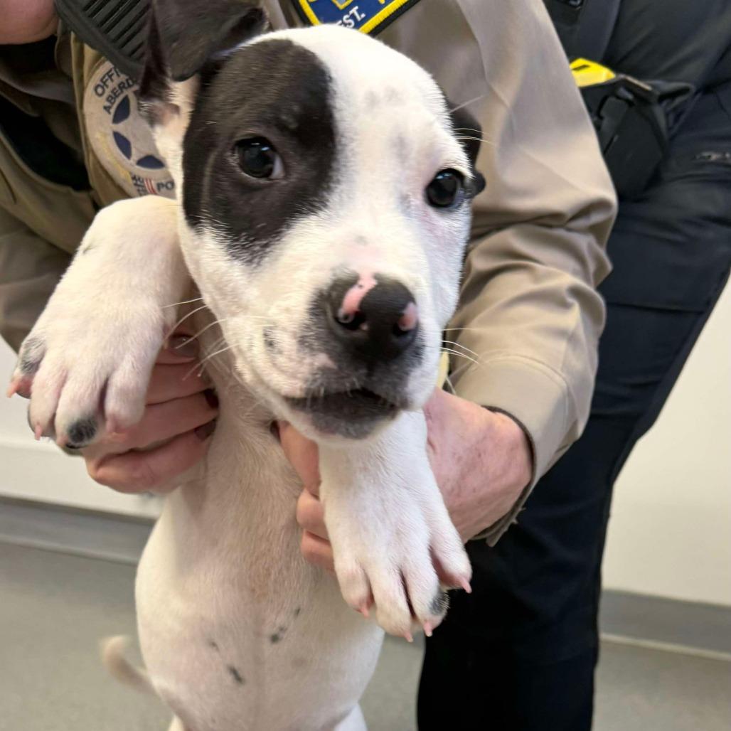 Enlarge Nebula, a Adoptable mixed breed in Oakville, WA image 2/4