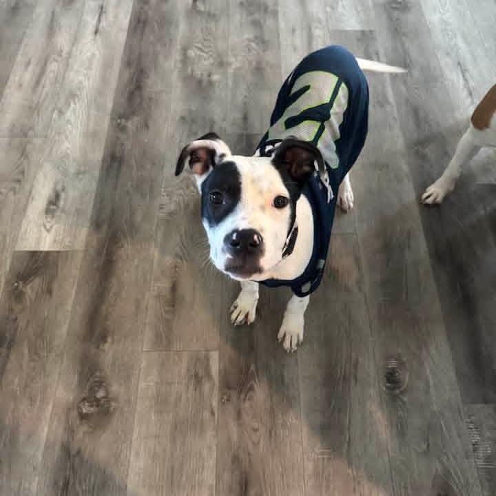 Enlarge Nebula, a Adoptable mixed breed in Oakville, WA image 4/6