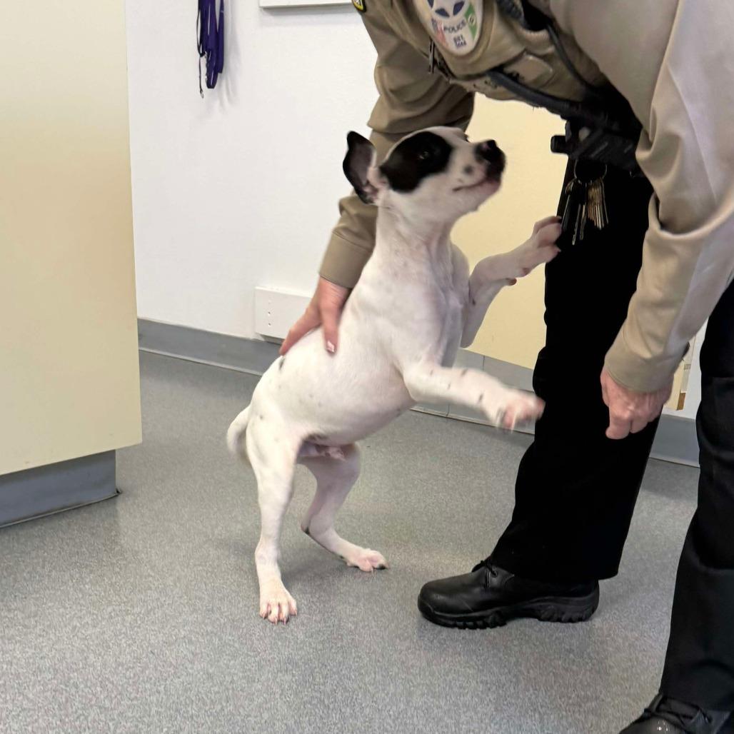 Enlarge Nebula, a Adoptable mixed breed in Oakville, WA image 4/4