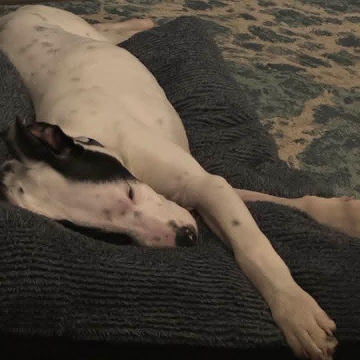 Enlarge Nebula, a Adoptable mixed breed in Oakville, WA image 6/6