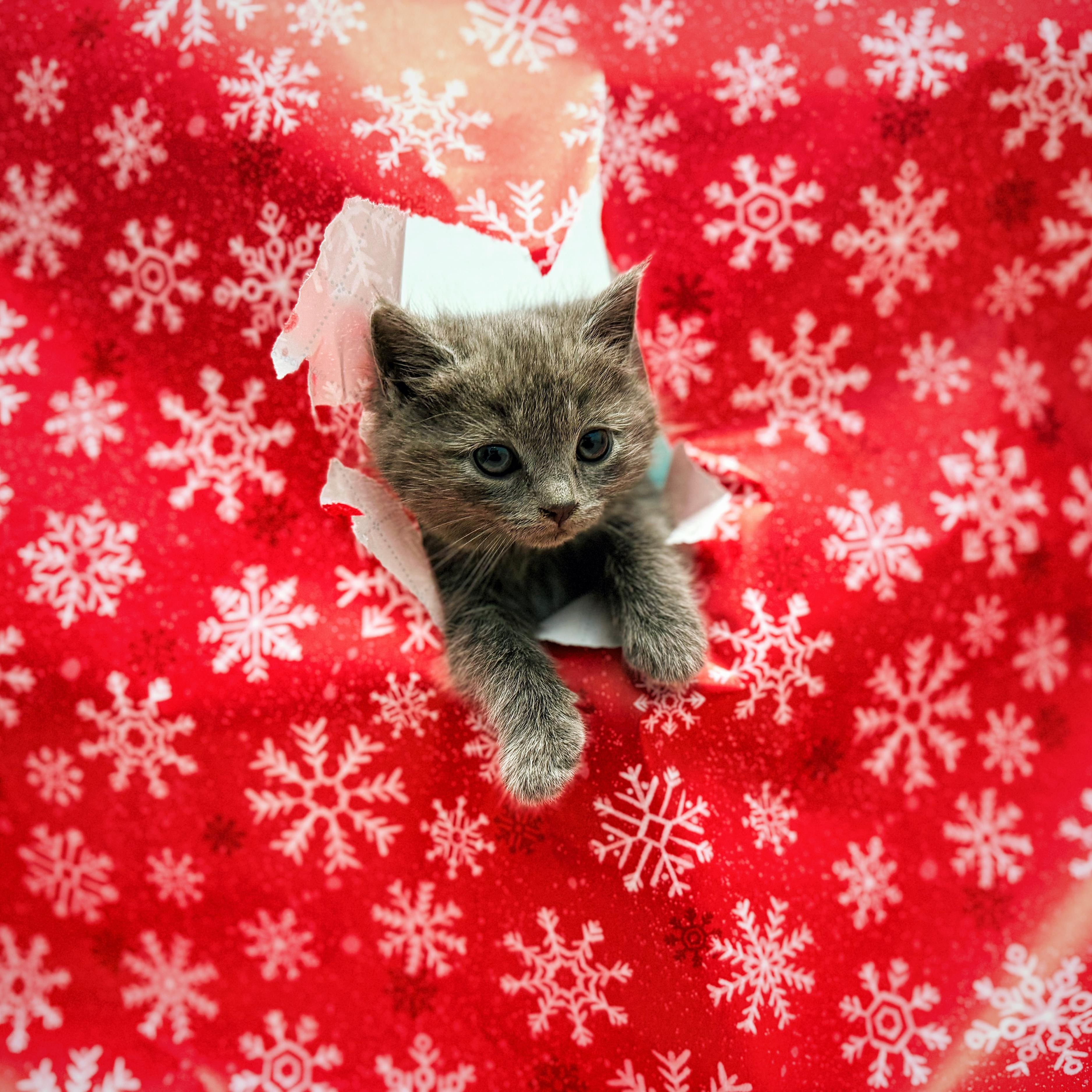 Enlarge Isla , an adopted Domestic Short Hair in Bear, DE image 1/3