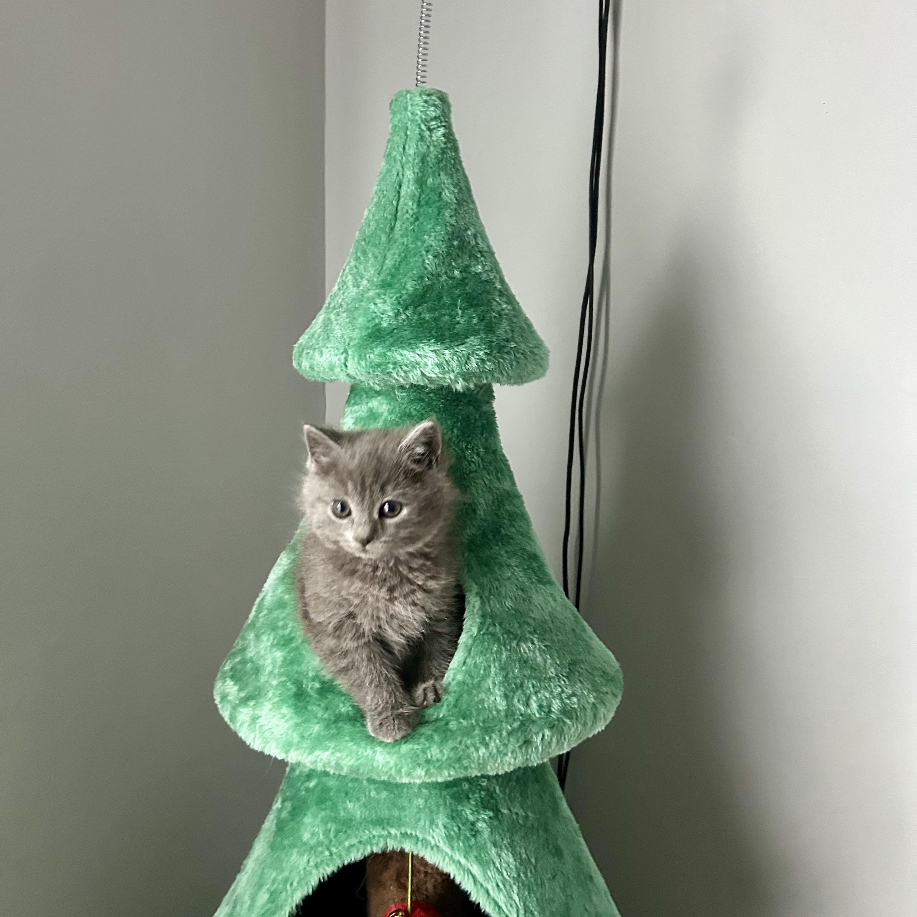 Enlarge Isla , an adopted Domestic Short Hair in Bear, DE image 2/3