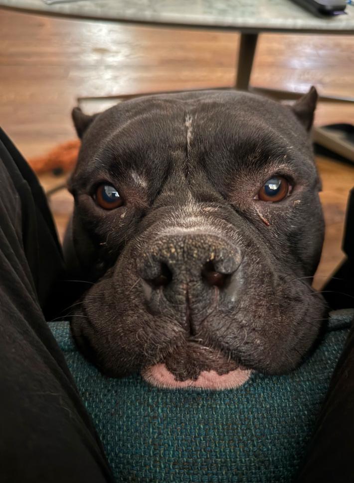 Enlarge Ladybug, a ADOPTABLE mixed breed in Los Angeles, CA image 6/6