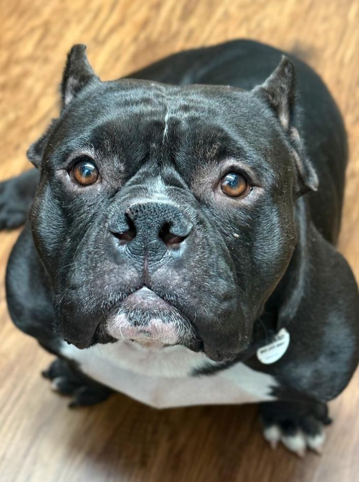 Enlarge Ladybug, a ADOPTABLE mixed breed in Los Angeles, CA image 2/6