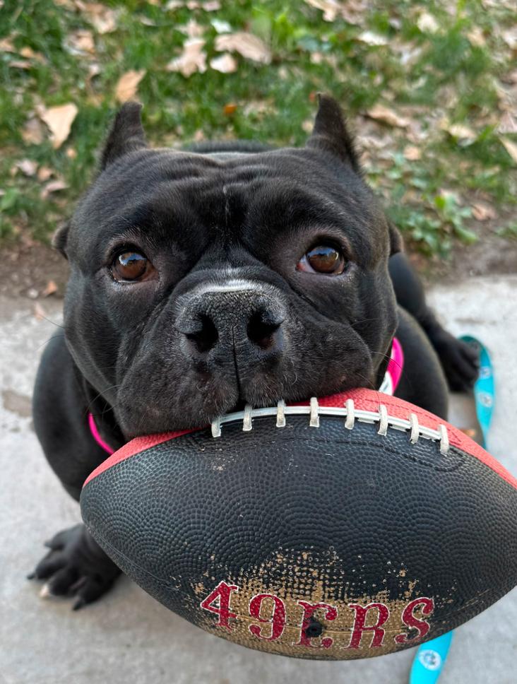 Enlarge Ladybug, a ADOPTABLE mixed breed in Los Angeles, CA image 1/6