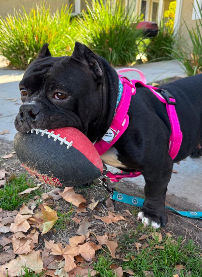 Enlarge Ladybug, a ADOPTABLE mixed breed in Los Angeles, CA image 3/6