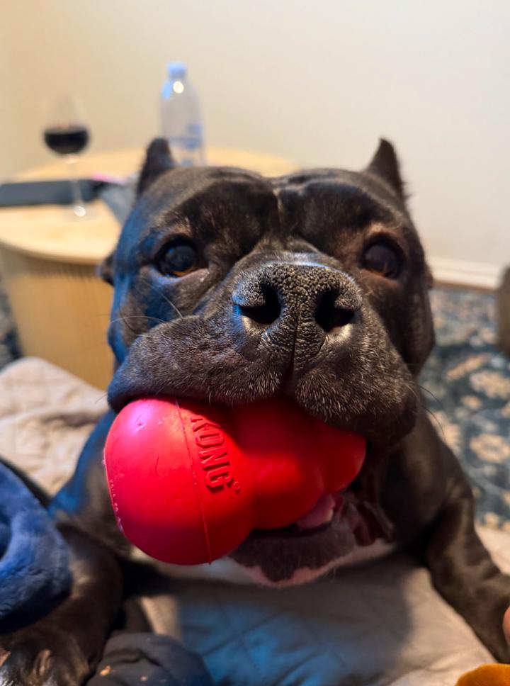Enlarge Ladybug, a ADOPTABLE mixed breed in Los Angeles, CA image 4/6