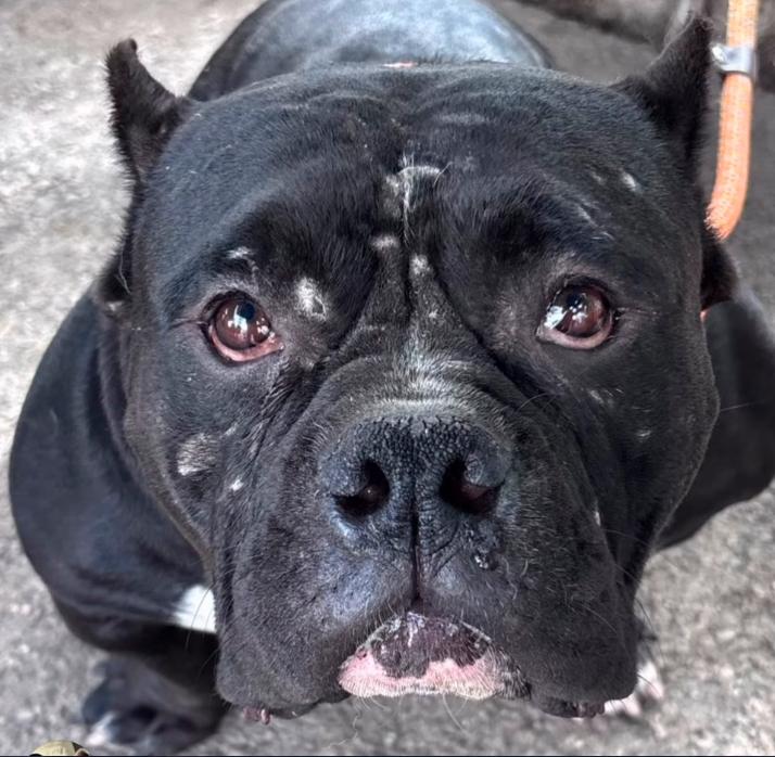 Enlarge Ladybug, a ADOPTABLE mixed breed in Los Angeles, CA image 5/6