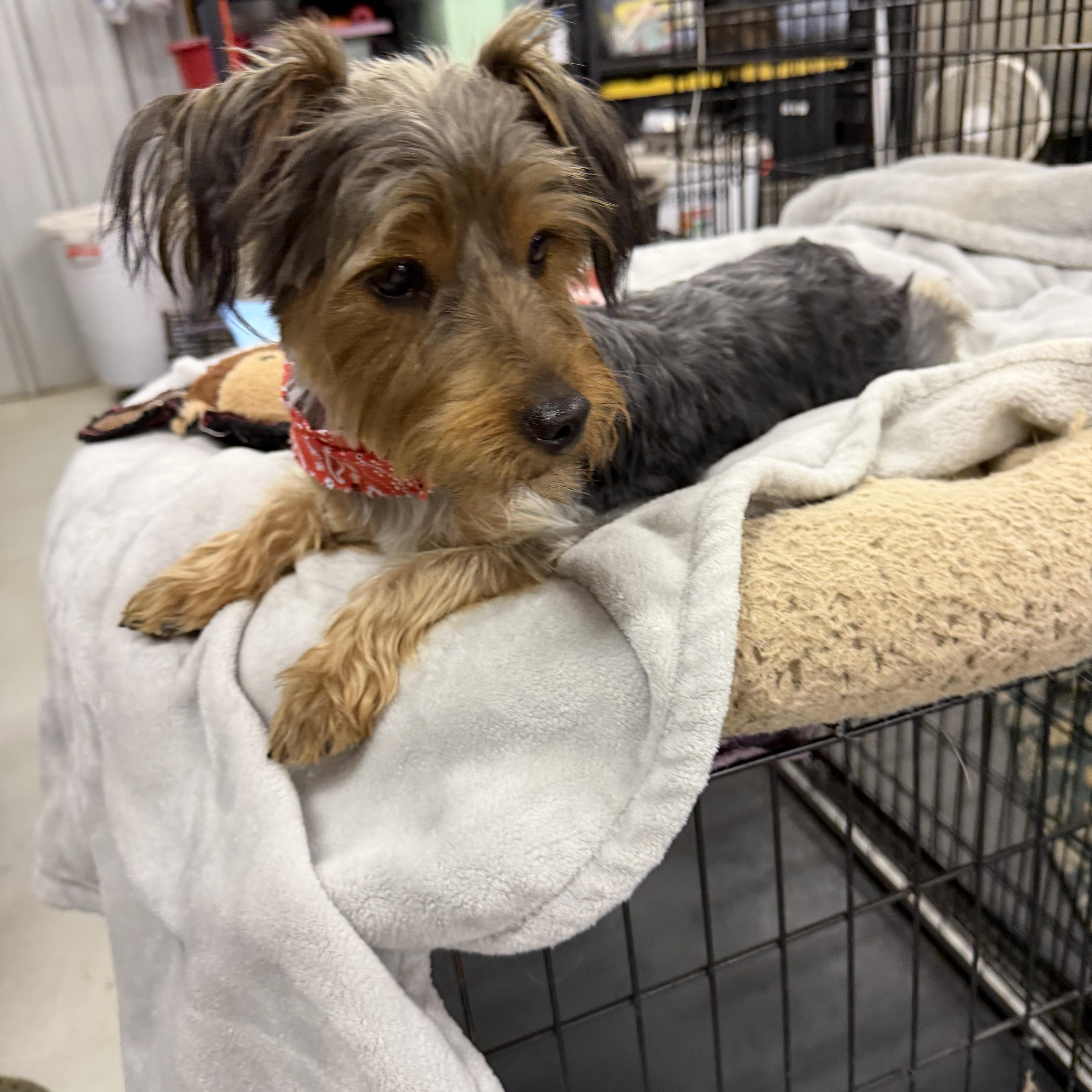 Toodles. - Yorkie, Adopted, Young Female Yorkshire Terrier.
