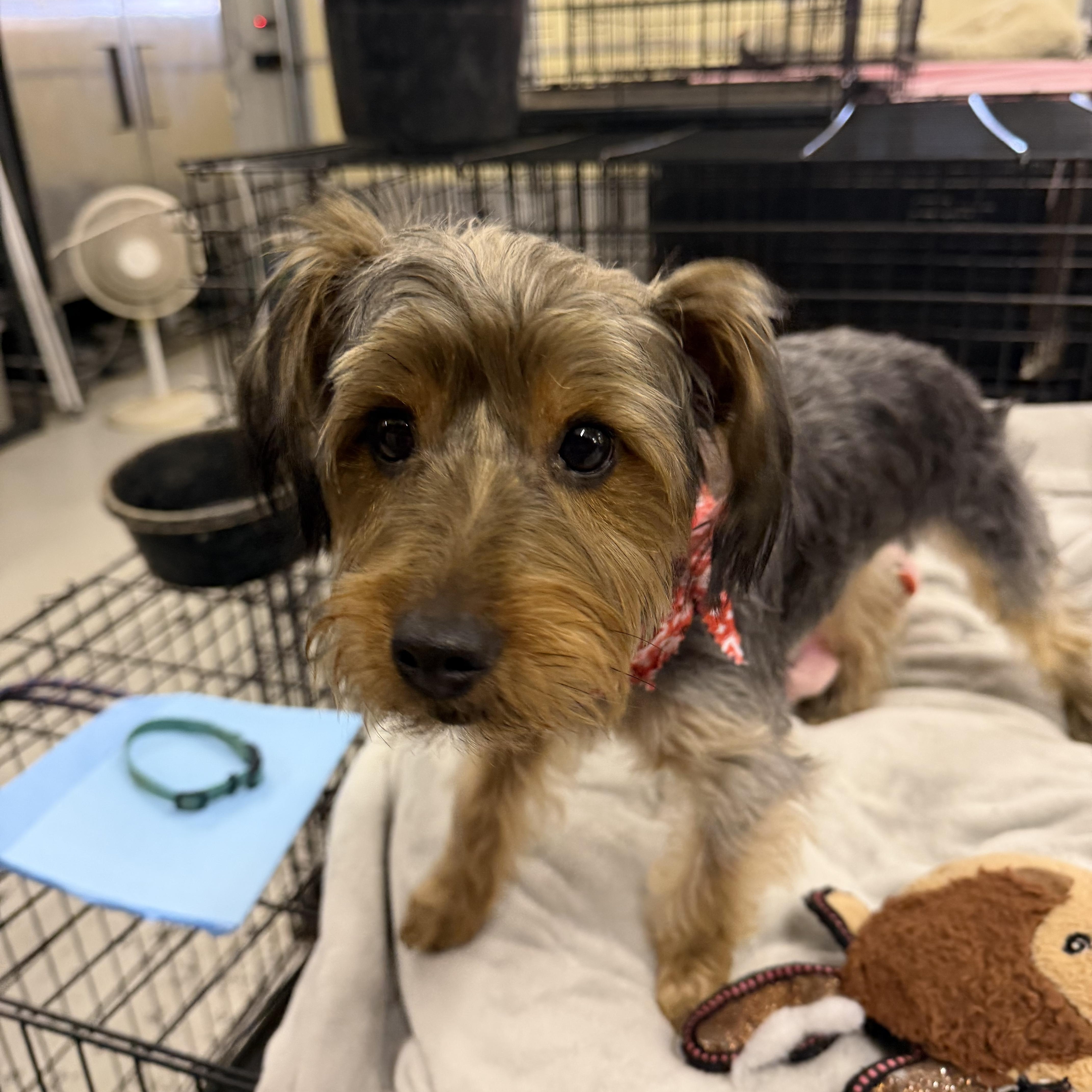 Enlarge Toodles. - Yorkie, a Adopted Yorkshire Terrier in Muldrow, OK image 3/3