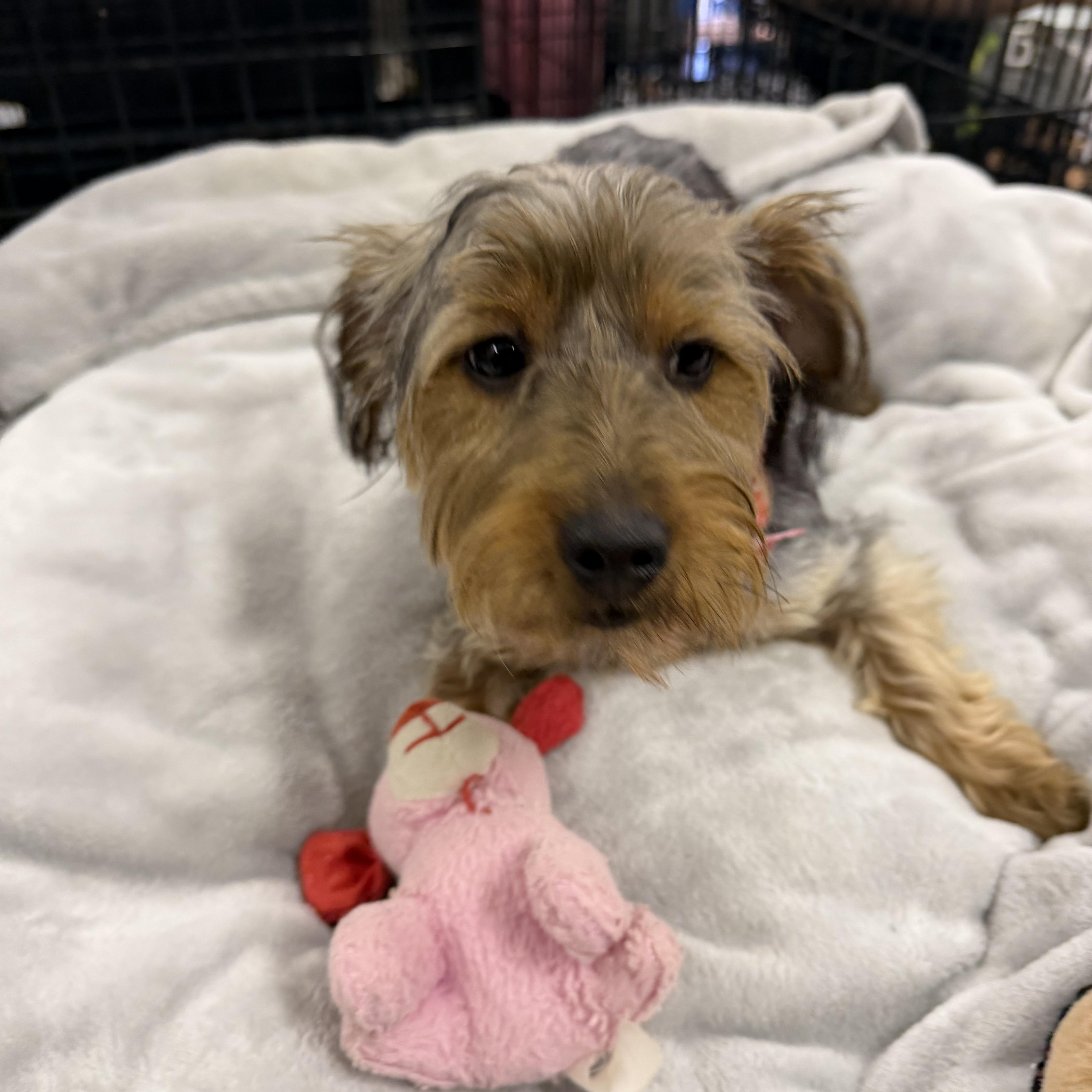 Enlarge Toodles. - Yorkie, a Adopted Yorkshire Terrier in Muldrow, OK image 2/3