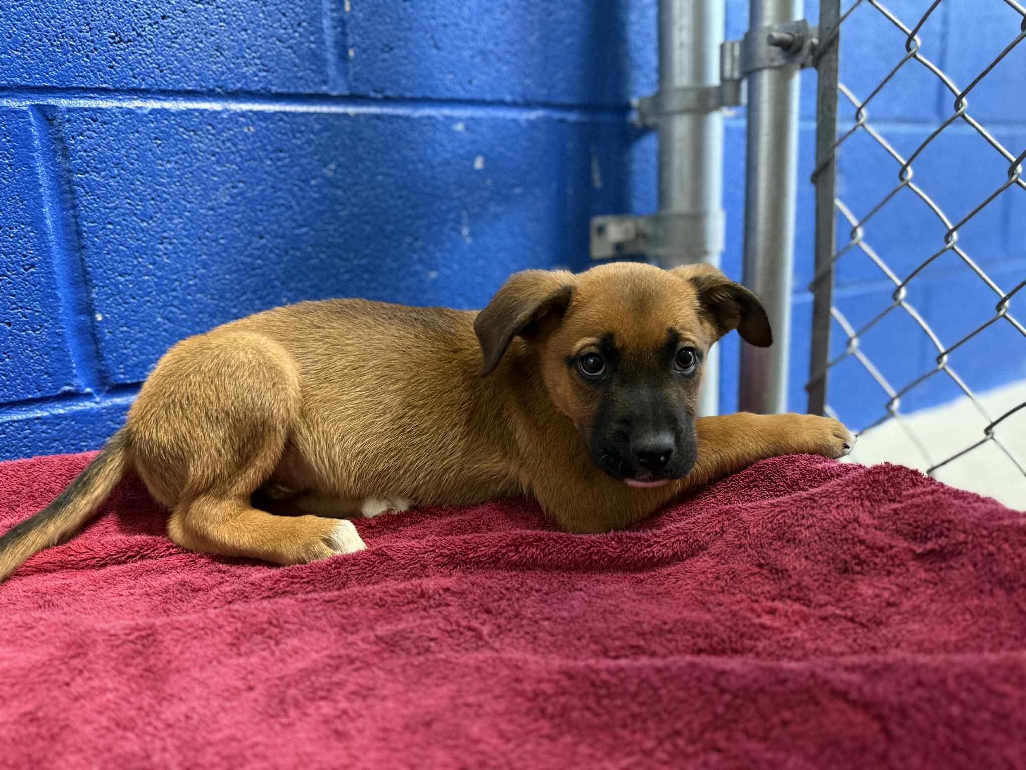 Prince, Adoptable, Puppy Male Terrier & Black Mouth Cur.
