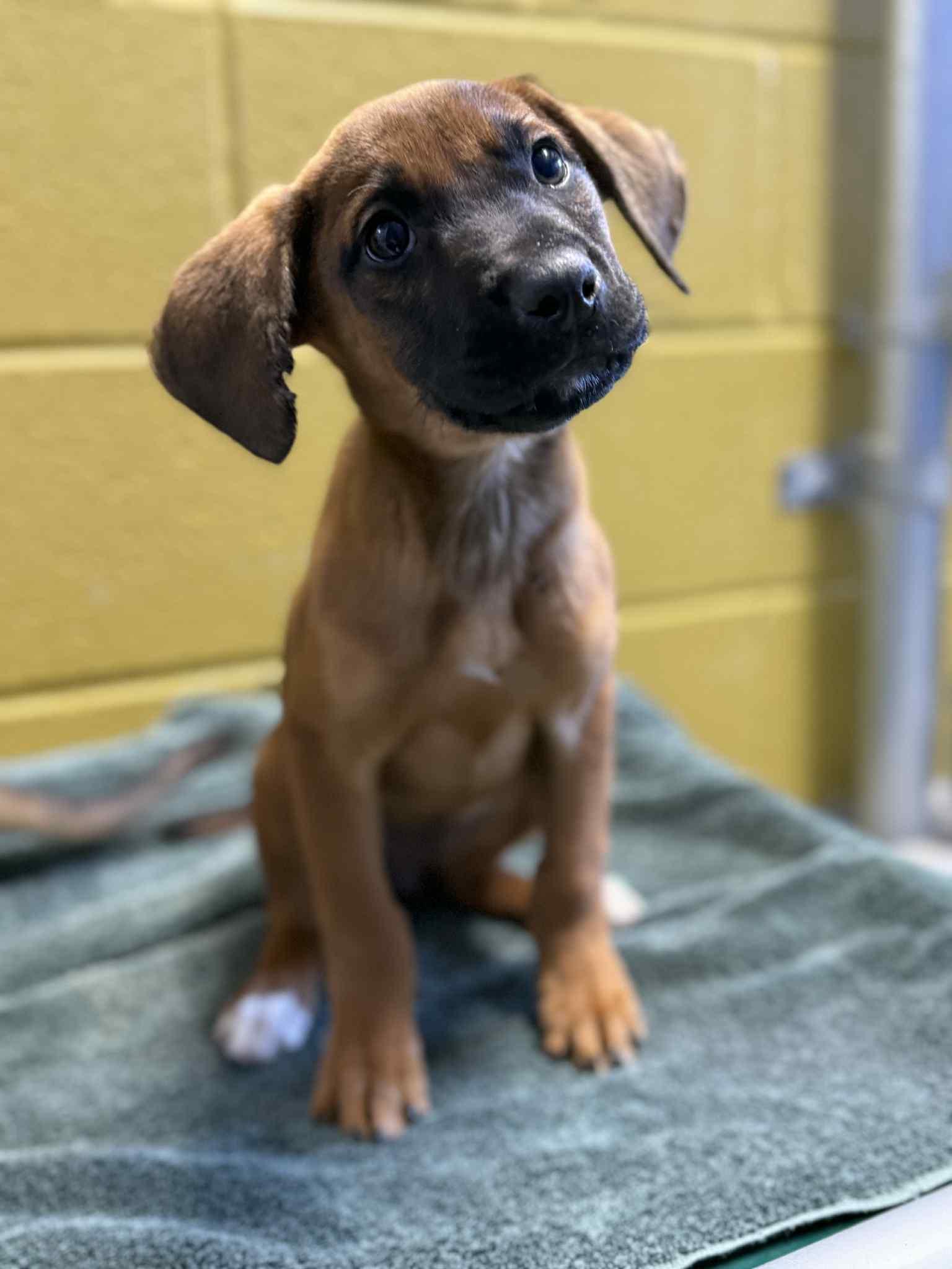 Prince, a Adoptable mixed breed in Pawcatuck , CT image 3/5