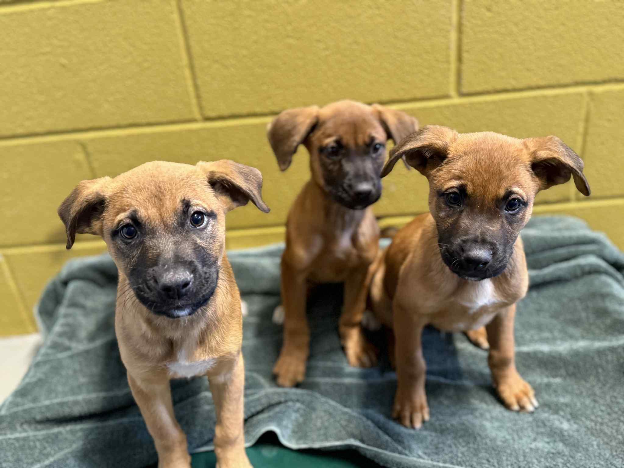 Prince, a Adoptable mixed breed in Pawcatuck , CT image 4/5