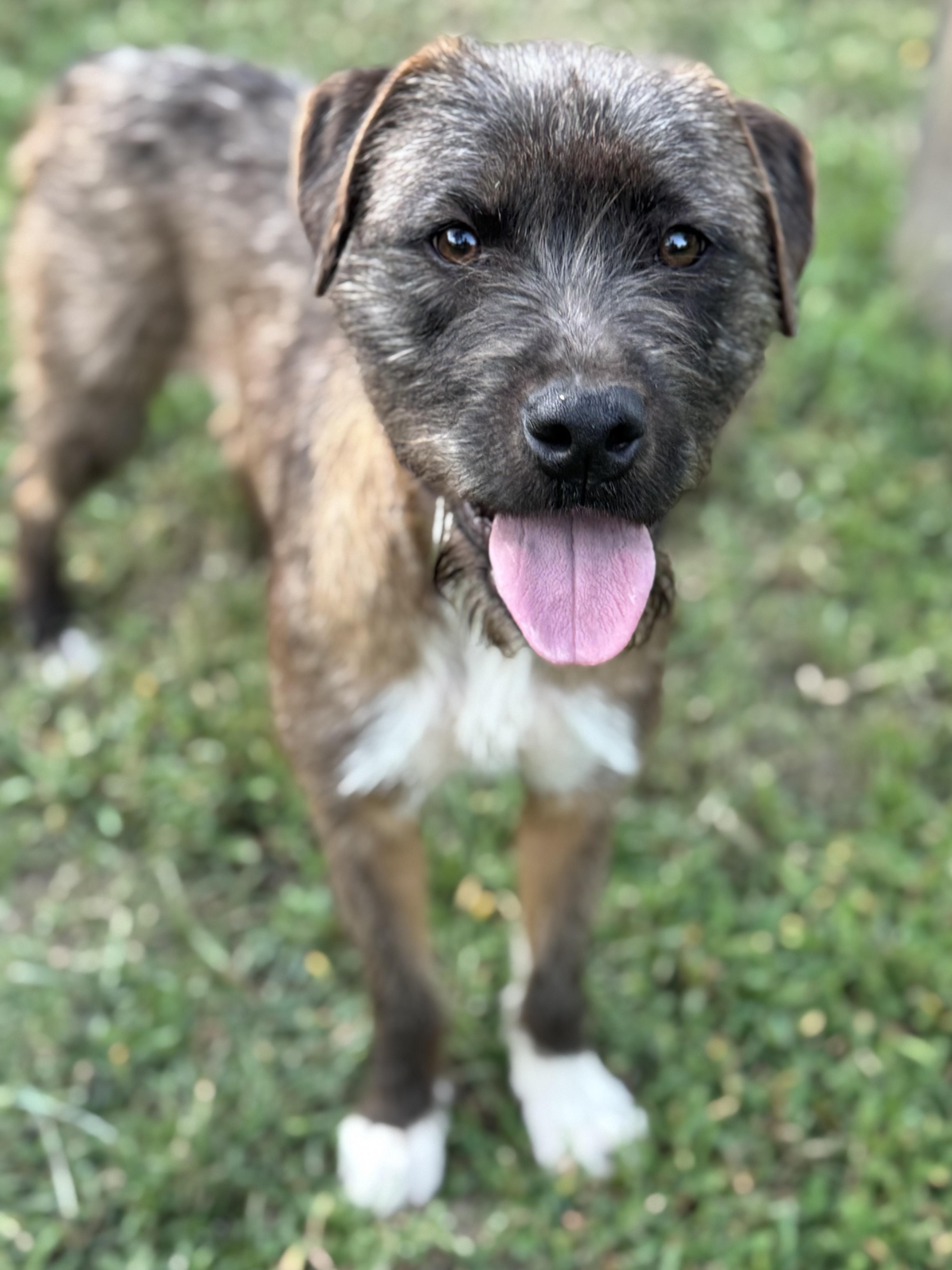 Pepper