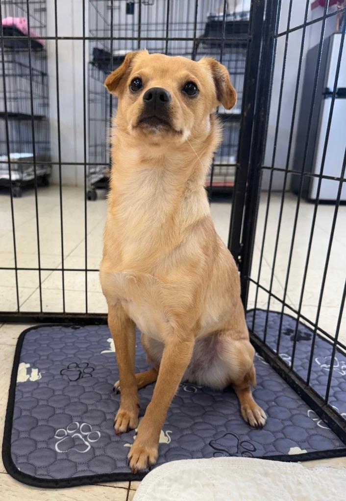 Enlarge Sandy, a Adopted mixed breed in Lemoore, CA image 2/2