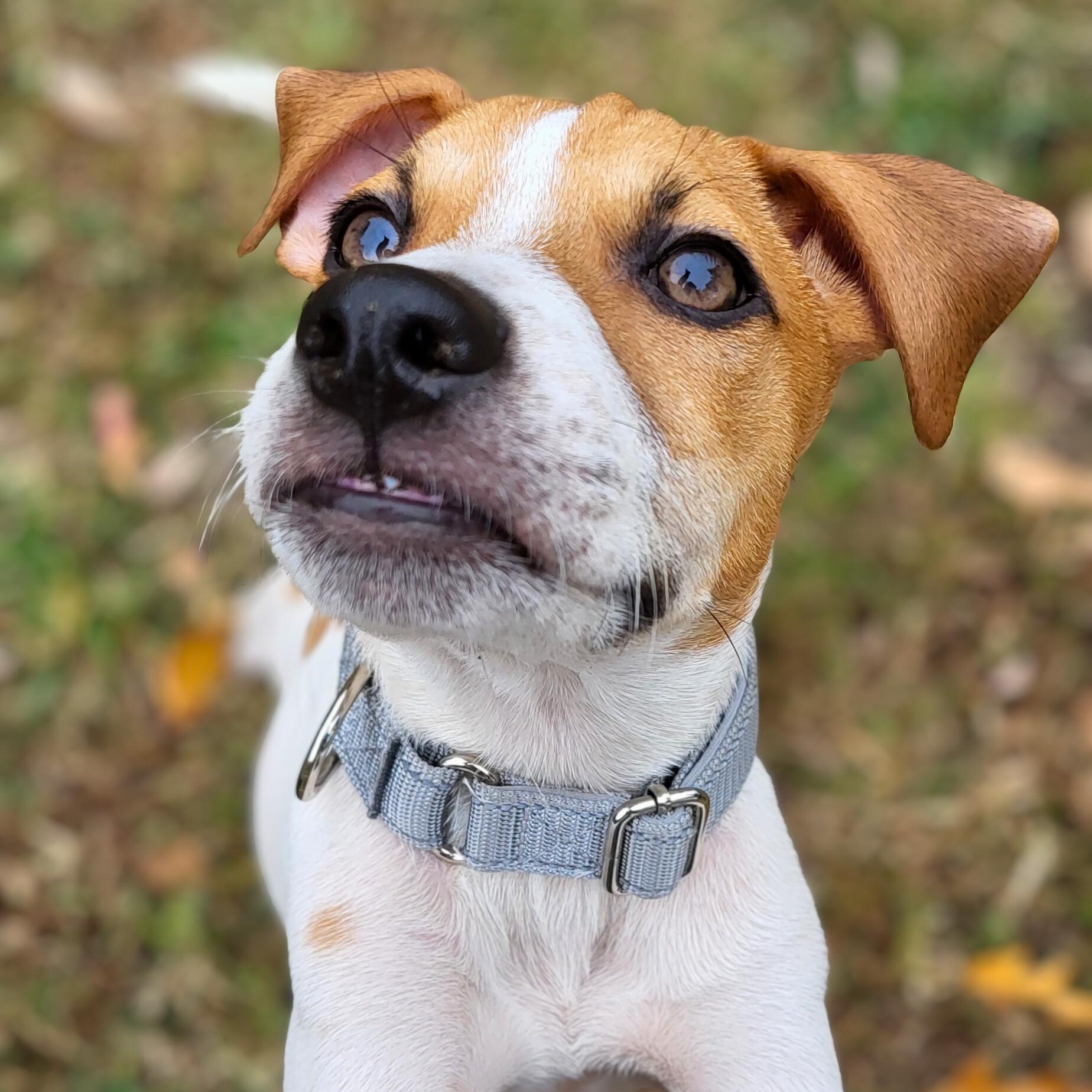 Enlarge Pinto, a Adoptable mixed breed in Annapolis, MD image 4/6