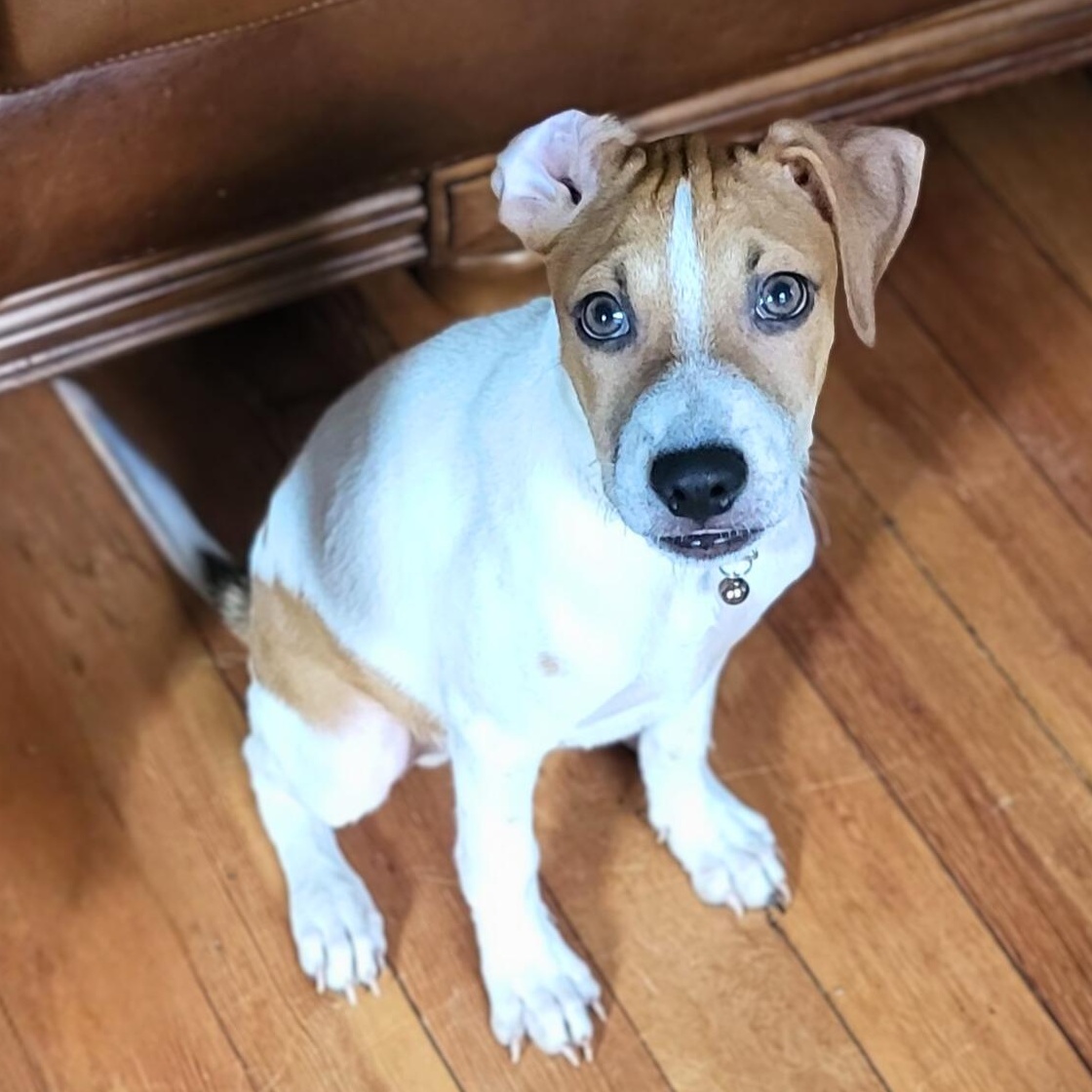 Enlarge Pinto, a Adoptable mixed breed in Annapolis, MD image 6/6