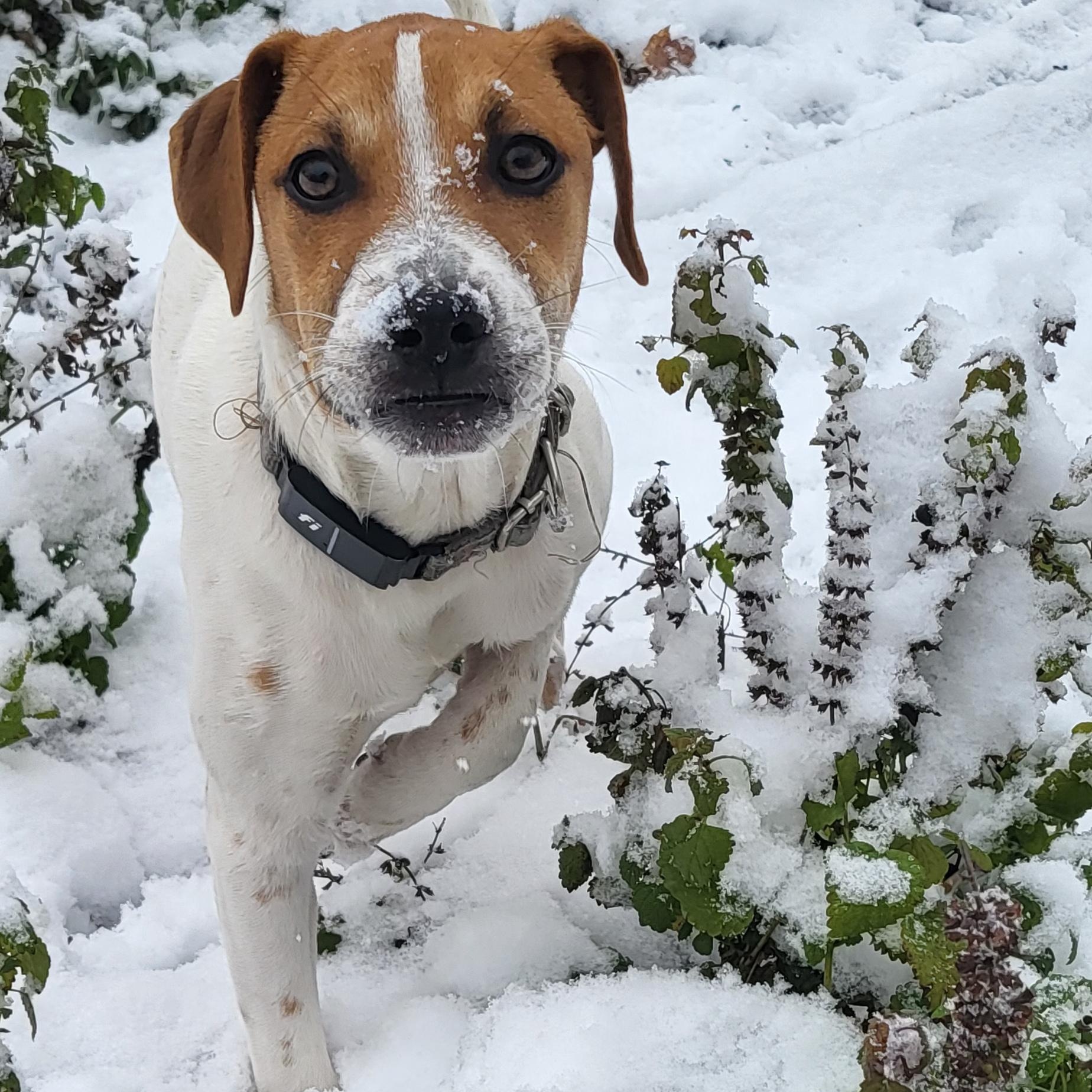 Pinto, Adoptable, Puppy Male Jack Russell Terrier.