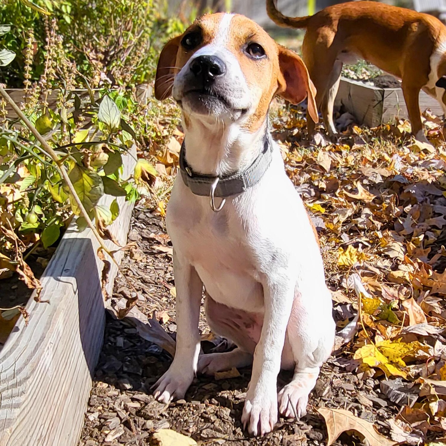 Enlarge Pinto, a Adoptable mixed breed in Annapolis, MD image 3/6