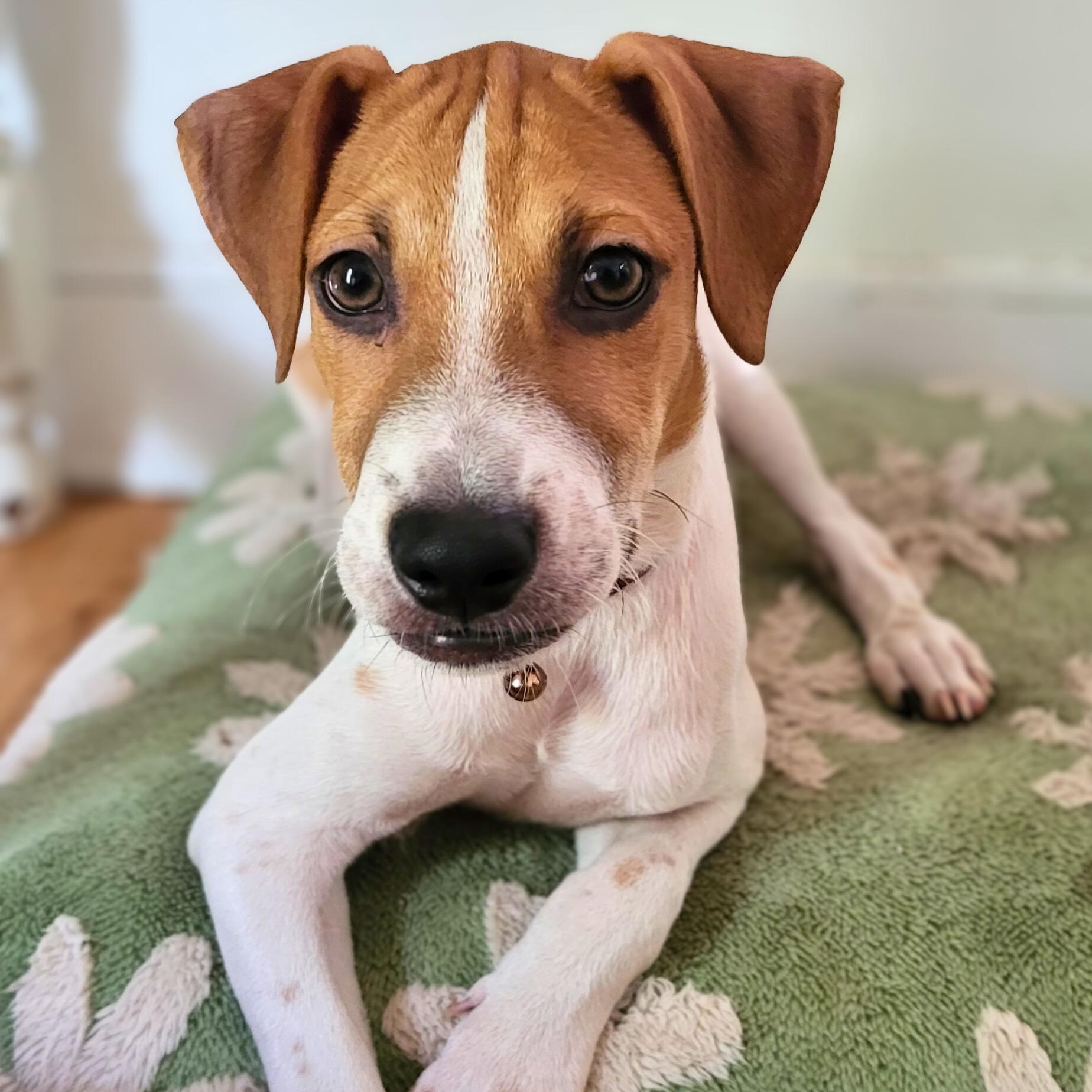 Enlarge Pinto, a Adoptable mixed breed in Annapolis, MD image 2/6