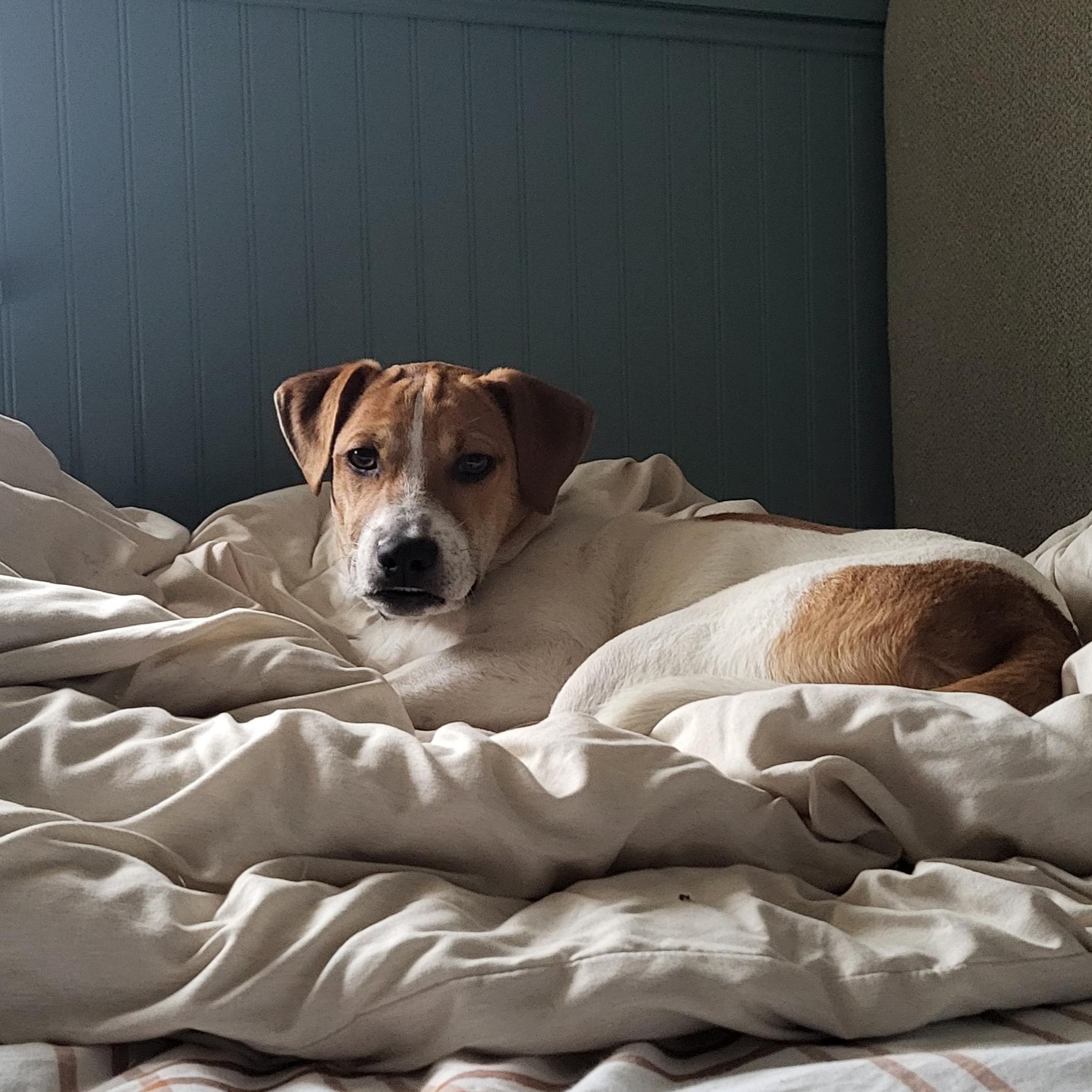 Pinto, a Adoptable mixed breed in Annapolis, MD image 6/6