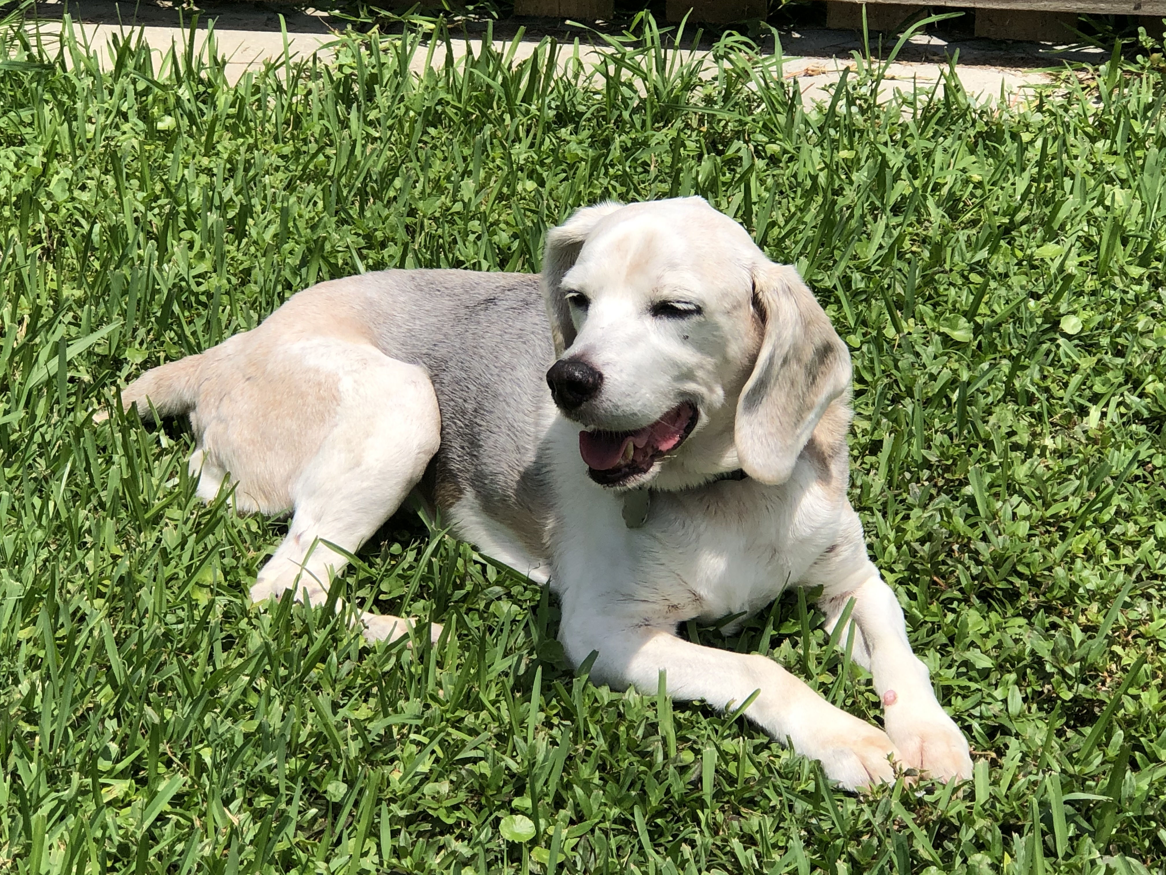 Senior savers program, a Adoptable Beagle in Prairieville, LA image 1/12