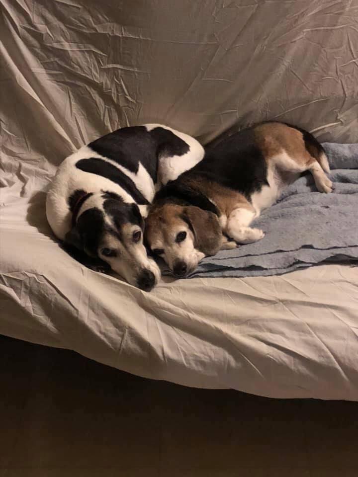 Senior savers program, a Adoptable Beagle in Prairieville, LA image 2/12