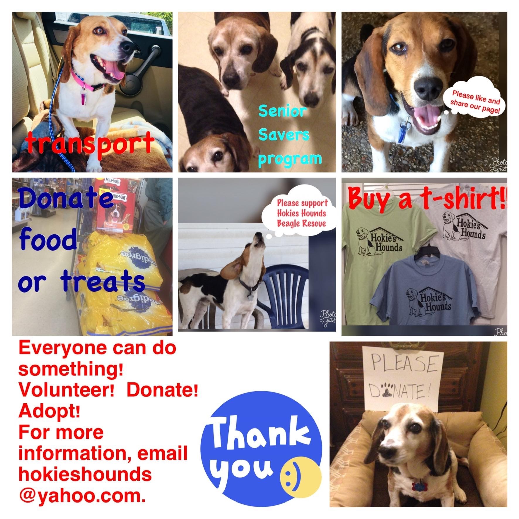 Senior savers program, a Adoptable Beagle in Prairieville, LA image 3/12