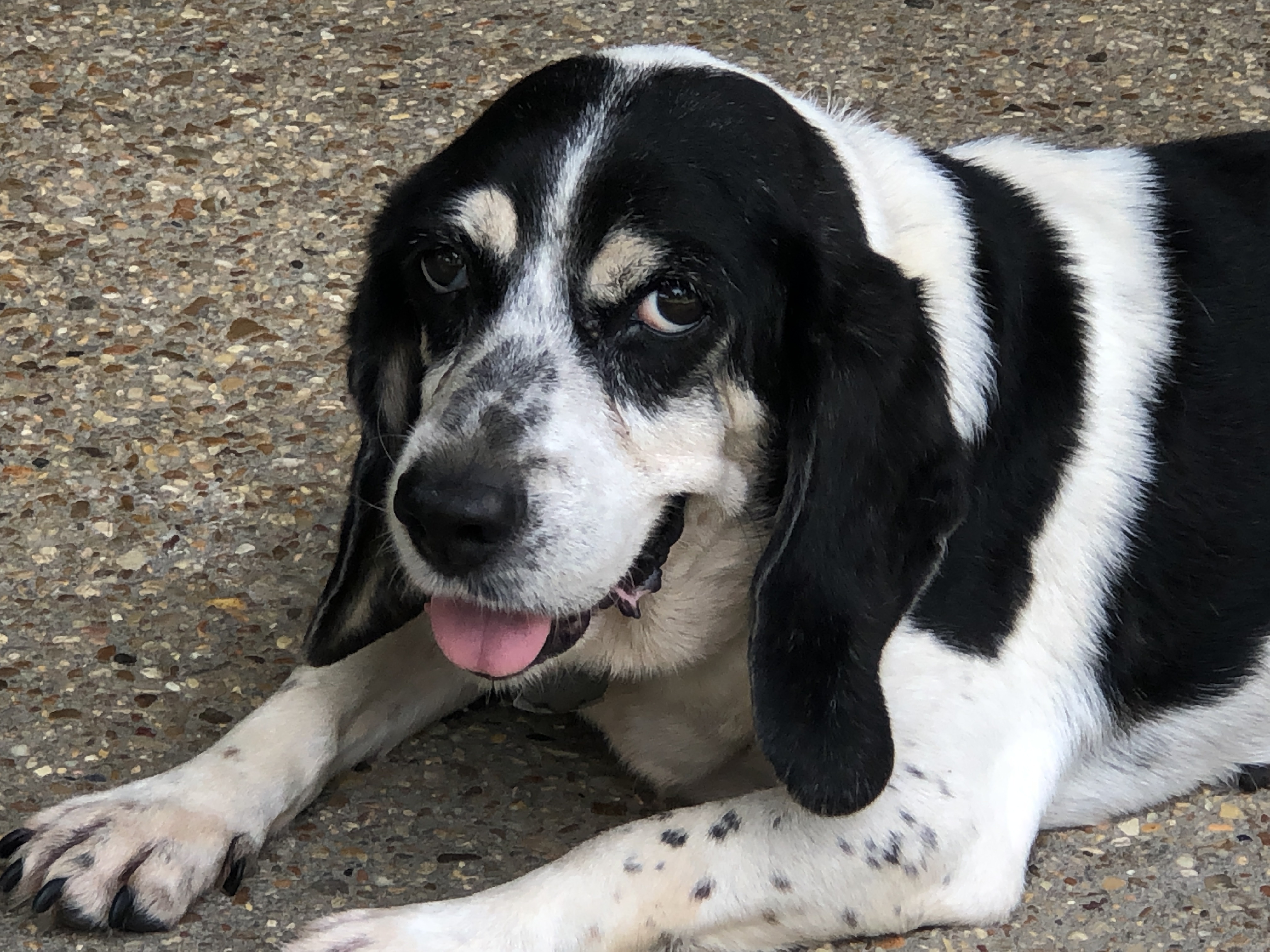 Senior savers program, a Adoptable Beagle in Prairieville, LA image 4/12
