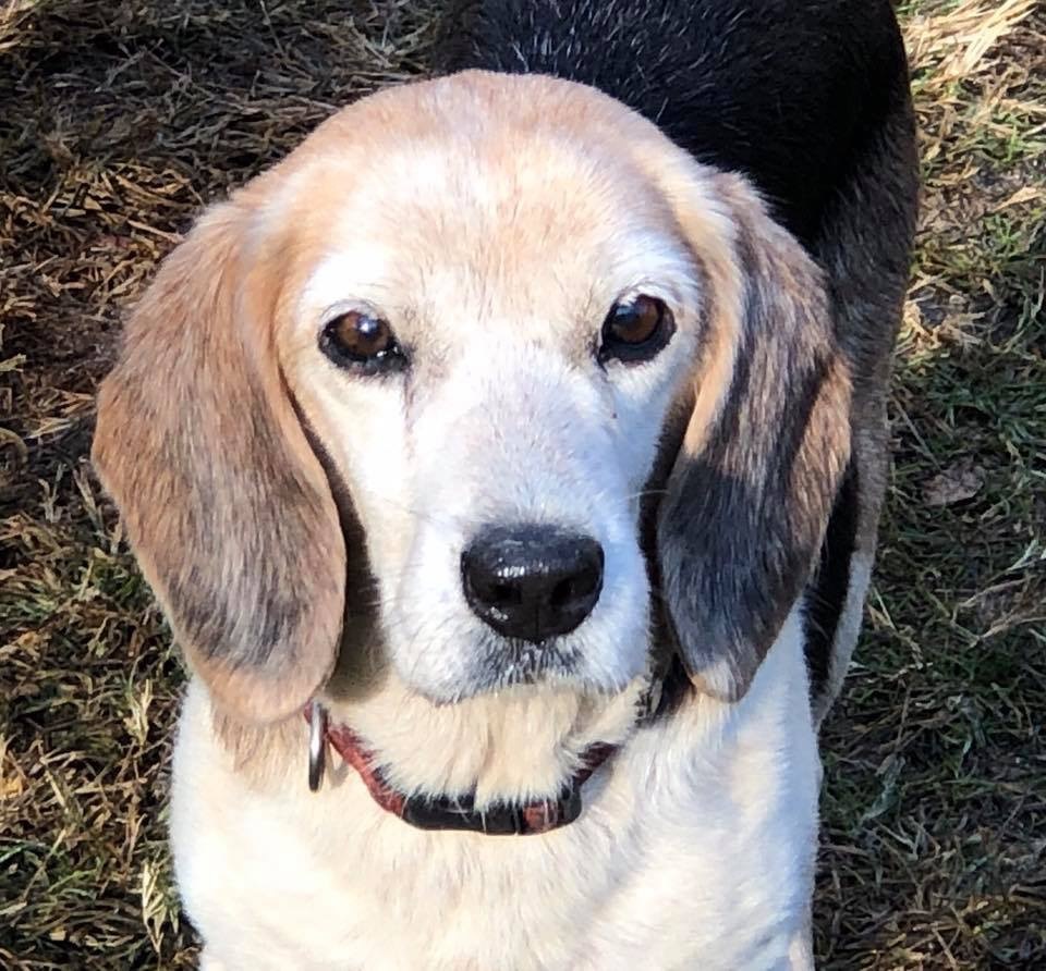 Senior savers program, a Adoptable Beagle in Prairieville, LA image 5/12