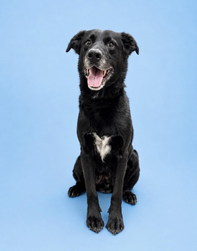 Enlarge Colby, a Adoptable mixed breed in Rock Springs, WY image 1/1