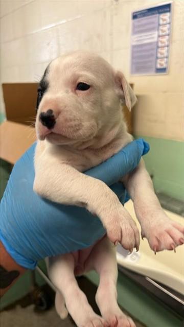 A740889, Adoptable, Puppy Female Dogo Argentino & Mixed Breed.