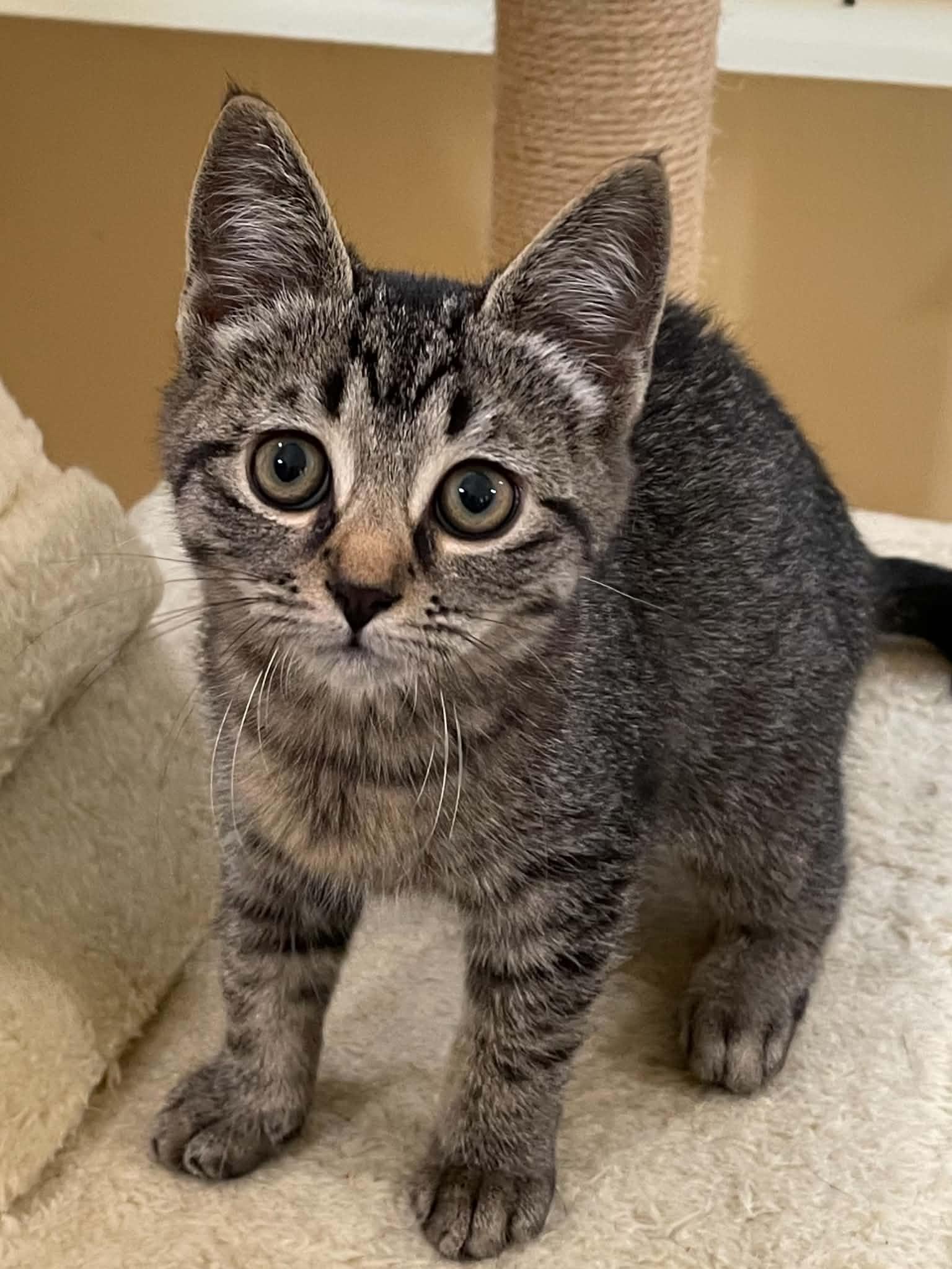 Enlarge Ziggy, a Adoptable Domestic Short Hair in Covington, VA image 1/1