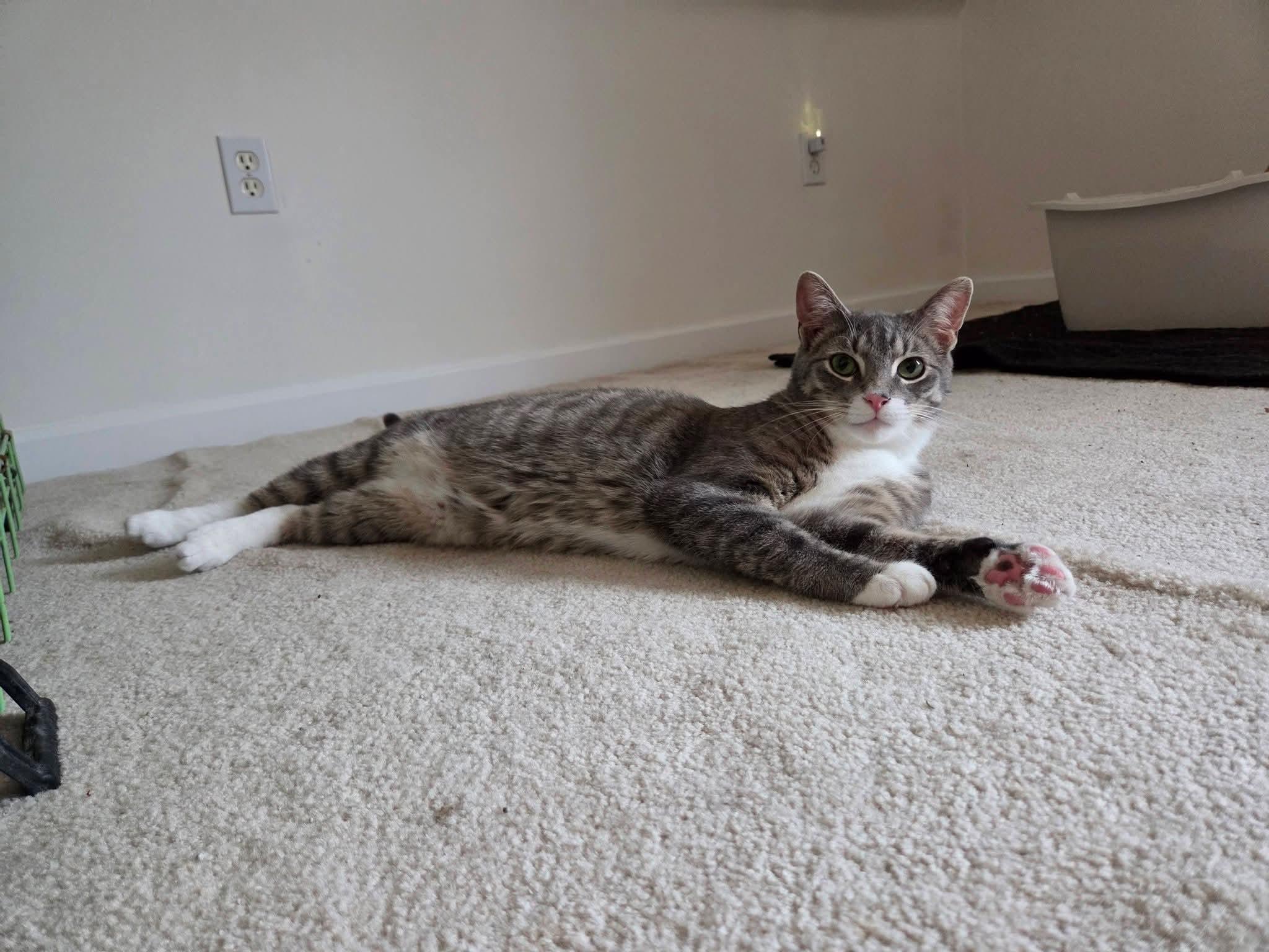 Enlarge The General , an adoptable Domestic Short Hair in Hamburg, NY image 1/1