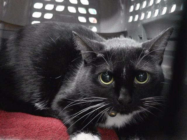 DUNKIN DONUT, Adoptable, Adult Female Domestic Short Hair & Domestic Short Hair.