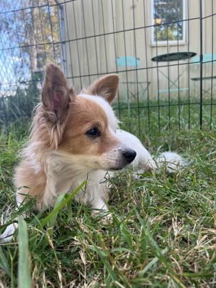 Enlarge LuLu, a Adoptable Mixed Breed in Port Allen, LA image 1/3