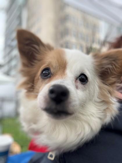 Enlarge LuLu, a Adoptable Mixed Breed in Port Allen, LA image 2/3