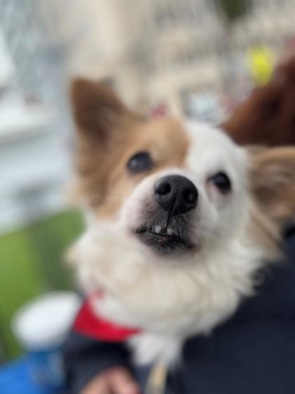 LuLu, Adoptable, Senior Female Mixed Breed & Mixed Breed.