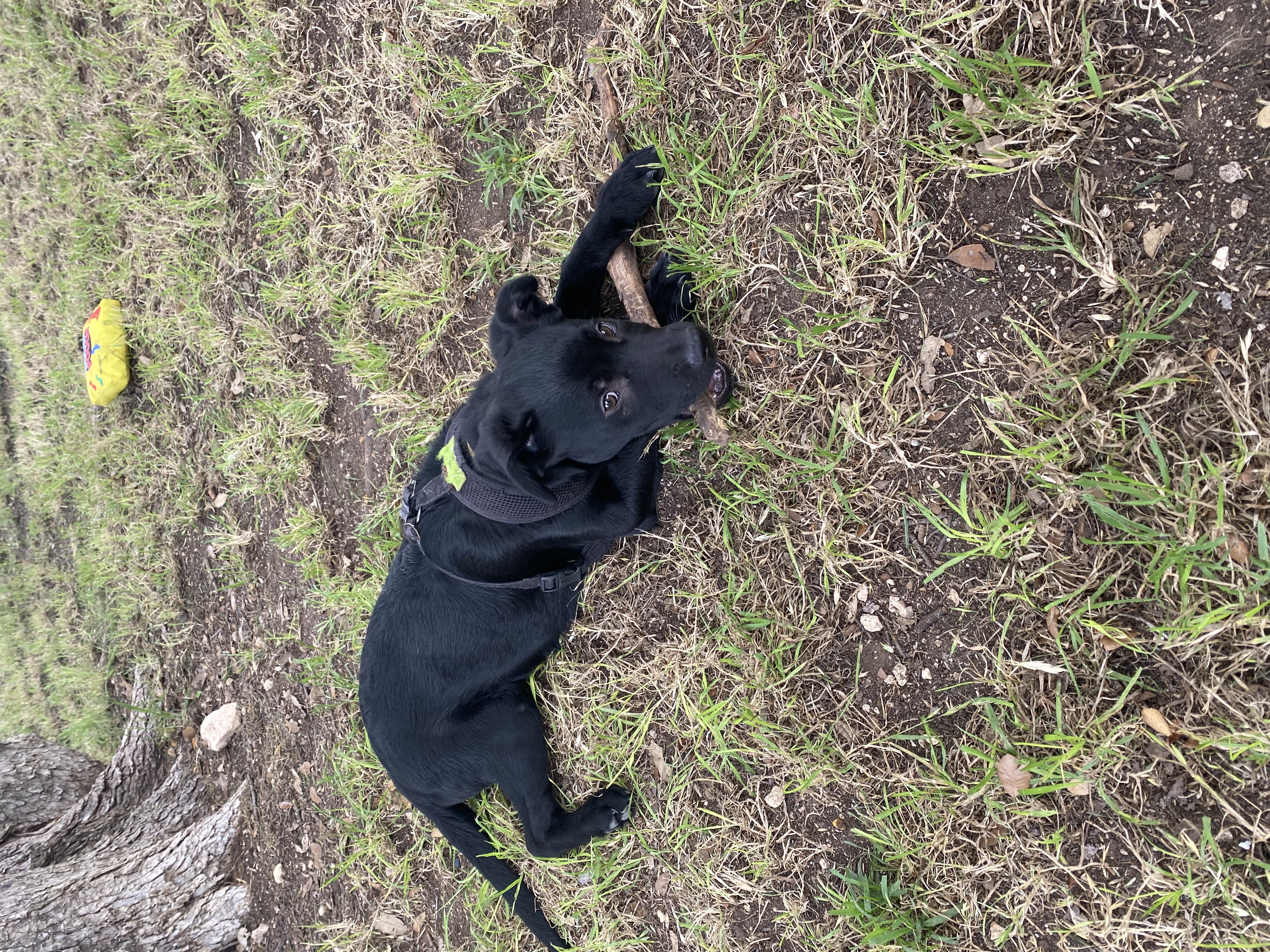 Bernie, Adoptable, Young Male Labrador Retriever.